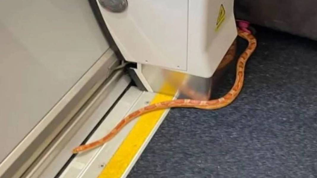 Hızlı trende yılan dehşeti! Yılanı görenler trende kaçacak yer aradı ama... 4